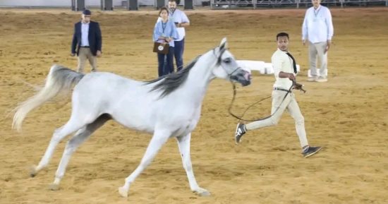 تعرف علي المهرات الفائزة في مسابقة جمال الخيل بمهرجان الشرقية أبرزها فرسة توفيق عكاشة