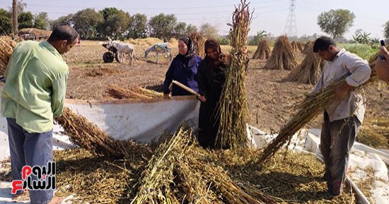 السمسم نور غيطان القليوبية.. انطلاق حصاد المحصول بحقول القناطر الخيرية.. ومزارع: بزرعه من 3 سنوات.. غير مكلف والإنتاج 30 كيلو للقيراط.. وبرويه مرة واحدة.. يدخل بصناعة المواد الغذائية والطحينة والزيوت.. فيديو