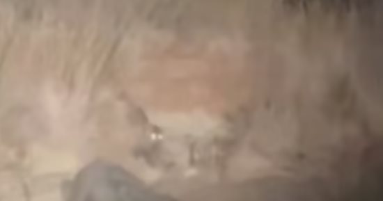 كائن ليلي مميز.. رصد مخلوق نادر بكاميرات المراقبة في حديقة بتكساس "فيديو"
