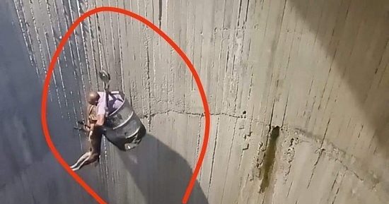 "وليد" خاطر بحياته لإنقاذ كلب من الموت في بئر صرف صحي.. للإنسانية عنوان