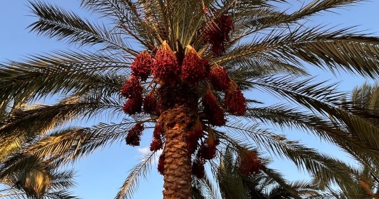 الجنادل.. واحة البلح الأحمر والأصفر تزدهر فى موسم الحصاد بشمال سيناء