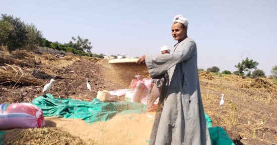 يا سمسم الهنا.. فرحة مزارعى القليوبية بعملية نخيل المحصول.. نقيب الفلاحين بالمحافظة: محصول جيد ودخل مزارعنا حديثا.. وأحد القائمين على عملية التعقيب: الهواء للتنظيف والشغل بالمنخل.. فيديو وصور