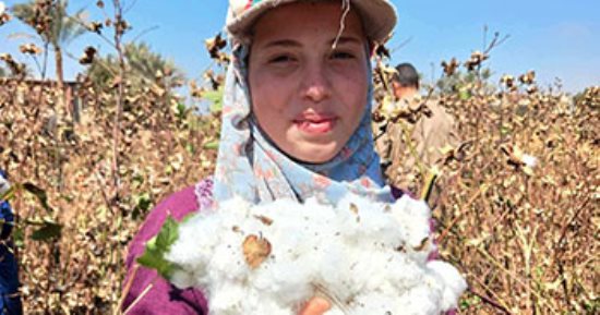 فرحة الفلاحين بتكمل النهاردة.. حصاد الذهب الأبيض فى الشرقية.. مدير عام الزراعة إجمالى المساحة المنزرعة بالمحافظة 48 ألف فدان.. 12ألف جنيه بداية سعر القنطار فى بحرى.. ومزارعون: الحلقات التسويقية قضت على السماسرة