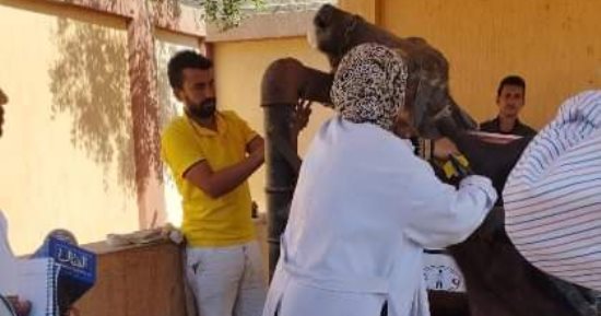 مبادرة بداية بالشرقية.. قافلة طبية علاجية بيطرية شاملة مجانية بالزنكلون