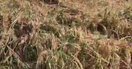 تعرف على عقوبة الري بمياه الصرف الزراعى أو الإضرار بالجسور وفقا للقانون