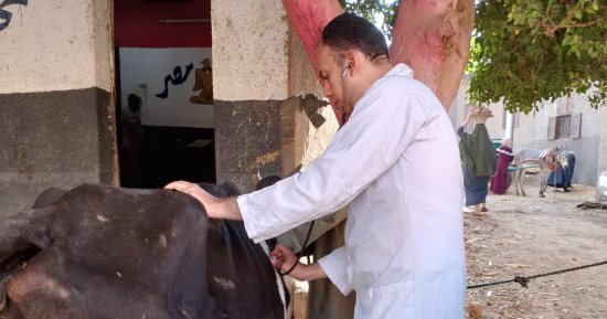 تقديم 2694 خدمة بيطرية فى 3 قوافل مجانية ضمن مبادرة "بداية"