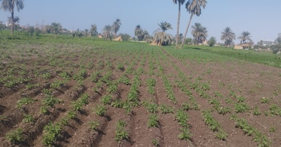استمرار موسم الحصاد.. محصول البطاطس منور غيطان المنيا.. تفاصيل