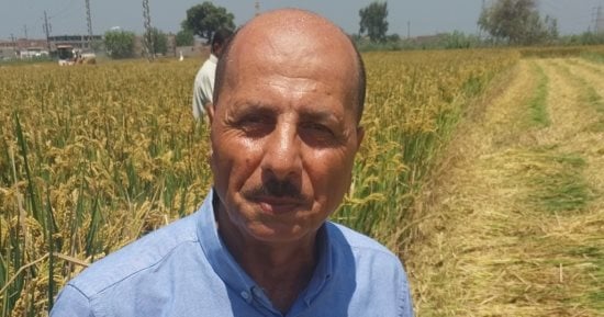 أصناف أرز بإنتاجية من 4 إلى 5 أطنان وتوفير 40 لـ 50% من مياه الرى.. تفاصيل