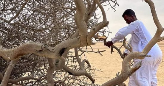"الحطب" أصل الطاقة فى الصحراء الشرقية.. أول ما يبحث عنه ابن البادية كل صباح وقبل انطلاقه لرعى الأغنام والإبل.. لا يقطعون شجرة حية ويبحثون فقط عن اليابسة.. ولا حياة بوادٍ ليس به أشجار.. صور