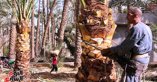 طالع النخل مهنة تحارب الاندثار