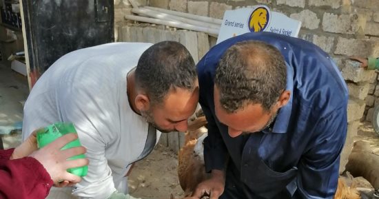 “بداية” تقدم 1834 خدمة بيطرية بقرى المنيا ضمن قوافل علاجية مجانية 