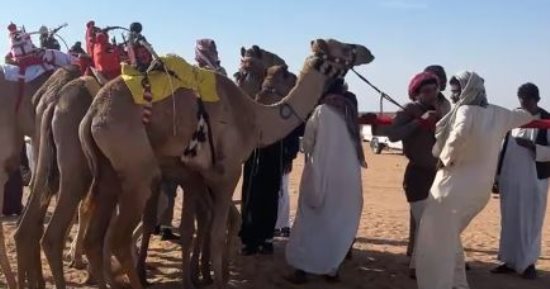 تفاصيل انطلاق سباق الهجن فى العلمين.. فيديو