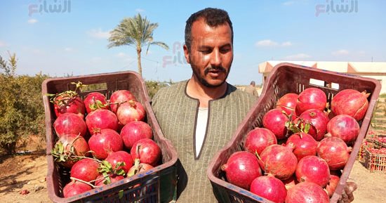 الرمان المصرى يغزو أوروبا.. تصدير 99 ألف طن بقيمة 88 مليون دولار