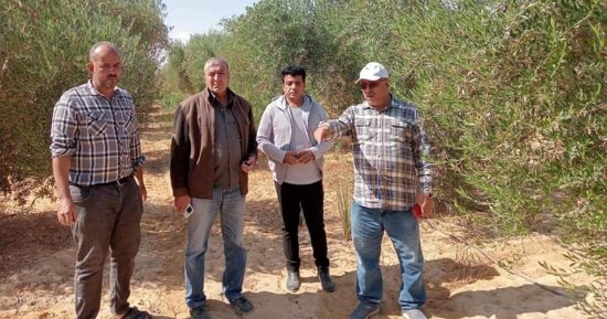 نجاح زراعة 25 ألف فدان زيتون فى الوادى الجديد بأجود الأصناف العالمية