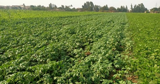 محصول البطاطس نور غيطان المنوفية.. والمزارعون: العروة الشتوية تحتاج إلى متابعة كبيرة بسبب تغيرات الأحوال الجوية.. ووكيل الزراعة: لدينا ما يقرب من 10 آلاف فدان على مستوى المحافظة.. ونقدم كل الدعم للفلاح