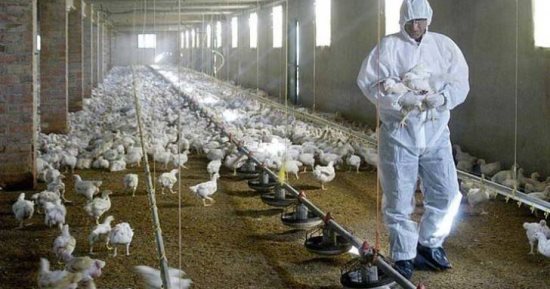 لقاحات الإنفلونزا الموسمية تقلل من شدة عدوى إنفلونزا الطيور.. دراسة تؤكد