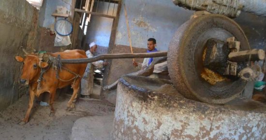عمرها أكثر من 127 عاما.. حكاية إعادة تشغيل أقدم معصرة زيوت بالأقصر (صور)