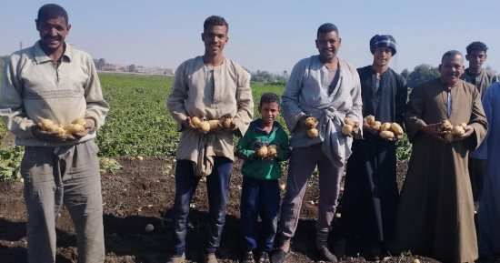 الحاج فتحى 69 سنة فى زراعة البطاطس.. شاهد موسم الحصاد بالمنيا.. فيديو