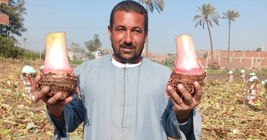 أفراح الغيطان.. انطلاق موسم حصاد القلقاس بالشرقية