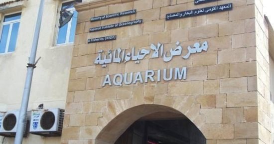 متحف الأحياء المائية بالإسكندرية يعرض كنوز البحر المتوسط.. أسماك نادرة مُحنطة وقشريات.. بدأ تأسيسه عام 1930 بجوار قلعة قايتباى.. ويعرض أسماك النيل والأمازون النادرة.. وسعر التذكرة 60 جنيها.. صور