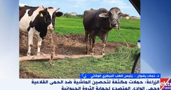 الطب البيطرى الوقائى ينصح: حصنوا الماشية ضد مرض الحمى القلاعية