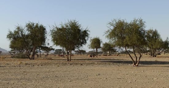الشتاء فصل الخير.. أودية الصحراء الشرقية تزدهر بالأخضر.. الأهالى يستعدون لرحلات الرعي بأودية"هيبا وأبرق والدئيب".. الشباب يتجولون أولا لاكتشاف أماكن المراعى الكثيفة.. وتحذير من "العشار" السام.. صور