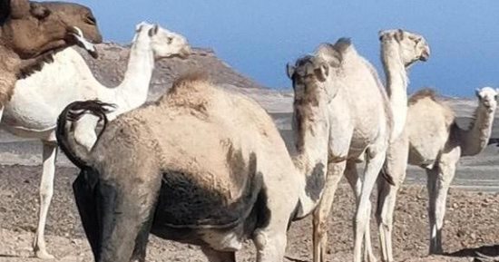 "وسم الجمال".. هوية ووسيلة للحفاظ على السلالات النادرة من الأبل فى الصحراء الشرقية.. تحافظ على التراث القبلى وتعتبر بسبور مرور لها فى الأودية الجبلية.. ولكل قبيلة علامة تميز ممتلكاتها من الجمال والمراعى.. صور