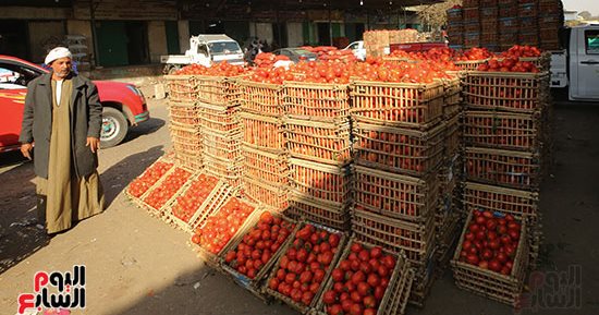 سعر الطماطم اليوم الثلاثاء 17- 12- 2024 فى منافذ وزارة التموين