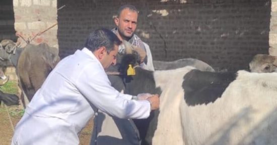بيطرى المنيا: تقديم 3413 خدمة مجانية خلال 11 قافلة وقائية وإرشادية