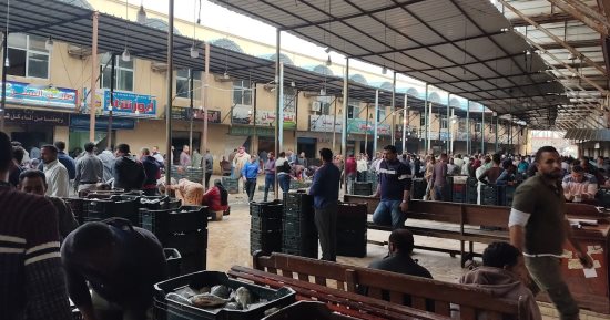 سعر السمك اليوم الخميس 12 ديسمبر بكفر الشيخ.. البلطى بـ80 جنيها