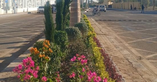 زراعة 122 ألف شجرة فى الأقصر ضمن مبادرة "100 مليون شجرة".. صور