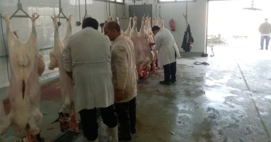 بيطري الوادي الجديد: تجهيز 13 مجزر ونقطة ذبح طوال أيام عيد الأضحى المبارك