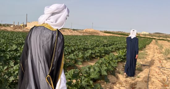 من كثبان رملية إلى بساط أخضر.. ملحمة زراعية فى شمال سيناء خلال 2024.. زراعة الزيتون تتصدر المشهد.. وخضروات وفواكه على أراضى تم استصلاحها.. ومحاصيل القمح والشعير تسجل أعلى نسبة إنتاج.. صور