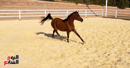 الخيل معقود بنواصيها الخير.. لقطات بديعة لجمال الخيل العربي الأصيل شهادة نسب للخيل العربى الأصيل