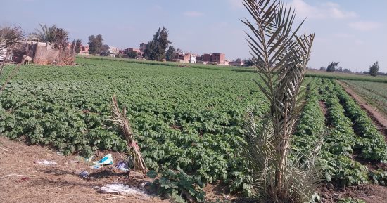 كيفية زراعة البطاطس فى العروة الشتوية بالشرقية.. تمكث بالأرض 110 أيام