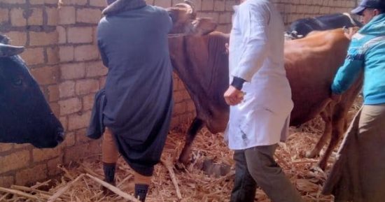 تحصين 188 ألف رأس ماشية فى المنيا.. اعرف التفاصيل