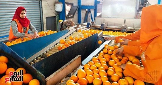 طفرة تاريخية.. الصادرات الزراعية المصرية تقفز لـ11.5 مليار دولار في 2025