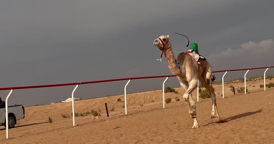 انطلاق فعاليات سباق الهجن بالعريش احتفالاً بذكرى تحرير سيناء.. فيديو