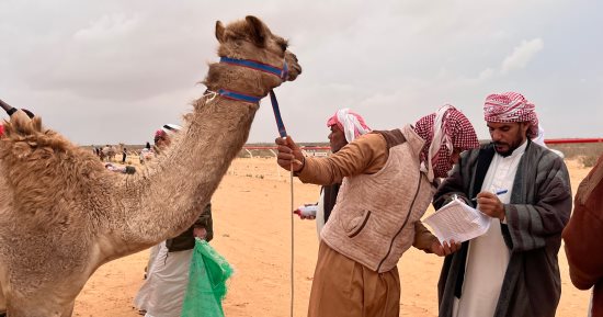 مشاهد مثيرة في أول سباق هجن بمدينة العلمين عام 2025.. فيديو