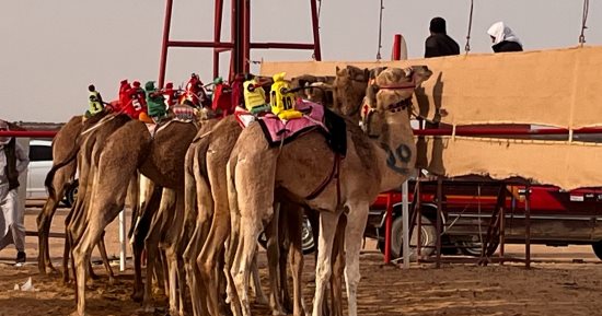 تنافس الهجن على خط النهاية فى سباق العلمين.. فيديو