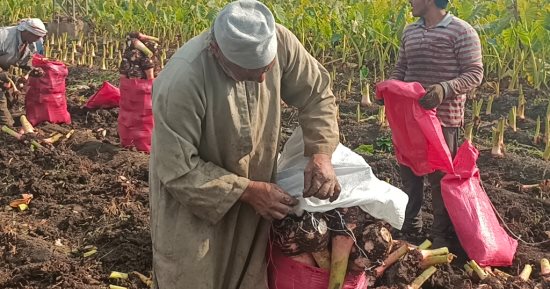 اللي بيحبوا القلقاس يجمعوا.. شوف إزاى بيحصدوا المحصول في المنوفية