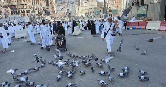 6 أماكن حول العالم يحب المسافرون إليها اللعب مع الطيور.. منها بورسعيد