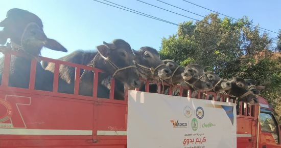 تسليم رؤوس مواشى للأسر الأولى بالرعاية بقرية الطوناب بأسوان  
