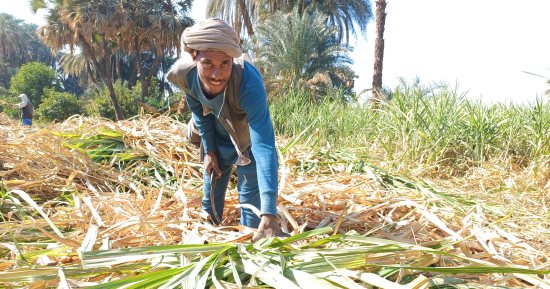 موسم الخير.. "اليوم السابع " يرصد بدء حصاد قصب السكر بأسوان.. المزارعون: نبدأ من 6 صباحاً.. رفع المحصول للجرارات وقطارات الديكوفيل.. الفدان ينتج 65 طناً.. ومصانع كوم أمبو تستقبل 1400 طن يومياً.. فيديو