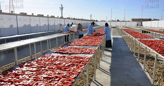 الطماطم المجففة.. بدء الحصاد والفرز والنشر في جبال غرب الأقصر المناشر تشهد بداية مبشرة للموسم الجديد