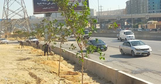 محافظة القاهرة تبدأ المرحلة الأولى لتشجير الطريق الدائرى.. صور
