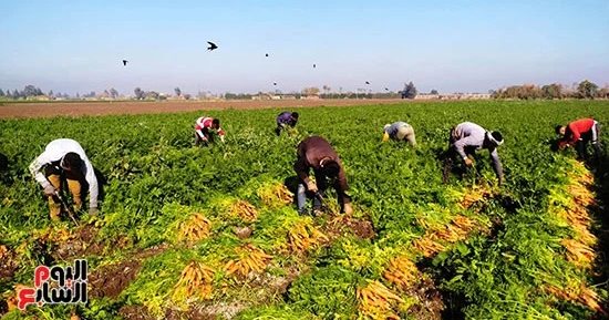 الذهب الأصفر زين الغيطان.. حصاد الجزر فى القليوبية
