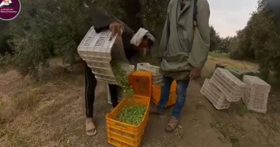 مركز معلومات الوزراء: مصر  تنجح في استنباط أصناف جديدة من محصول الزيتون