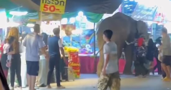 لحظات مرعبة لفيل يدهس 5 أشخاص لخوفه من الألعاب النارية فى تايلاند.. فيديو