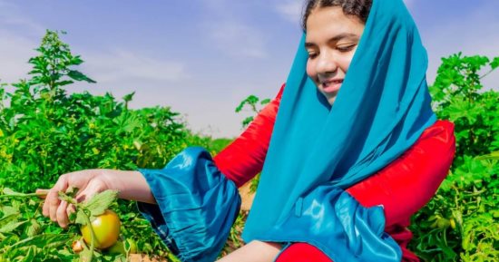  بهجة المحصول تزين الغيطان.. فعاليات مهرجان الطماطم بالأقصر
